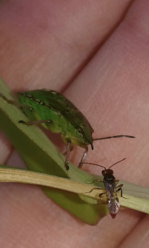 Imenottero che parassita cimice:  Aridelus rufotestaceus (Braconidae)